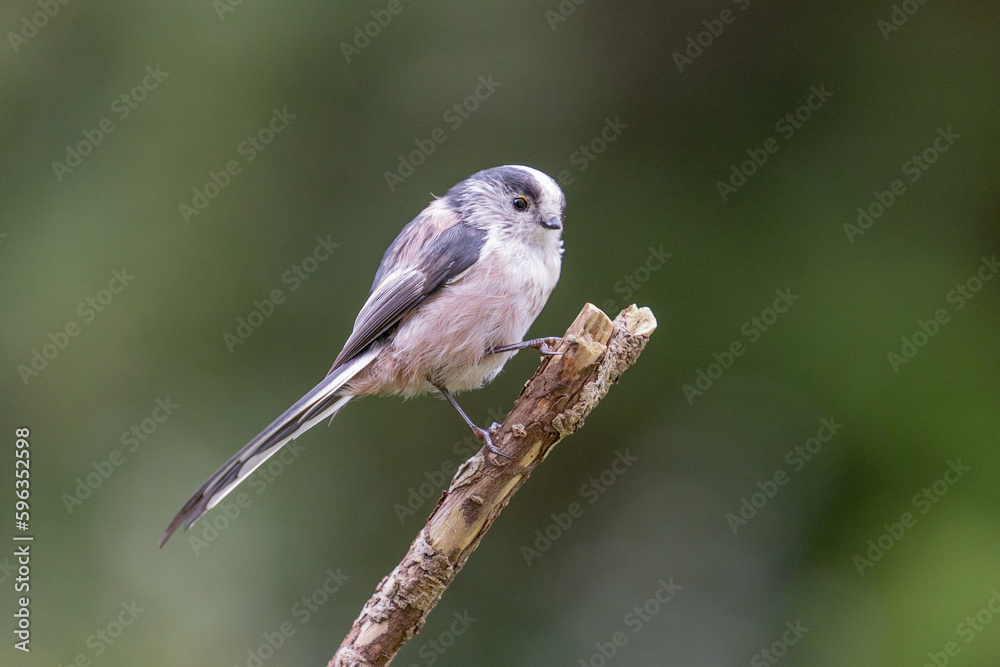 Long-Tailed Tit (Aegithalos caudatus) perched on the end of a branch - Yorkshire, UK in September Long-Tailed Tit (Aegithalos caudatus) perched on the end of a branch - Yorkshire, UK in September