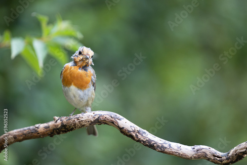 Photos European Robin (Erithacus rubecula) moulting feathers at the end of summer - Yor