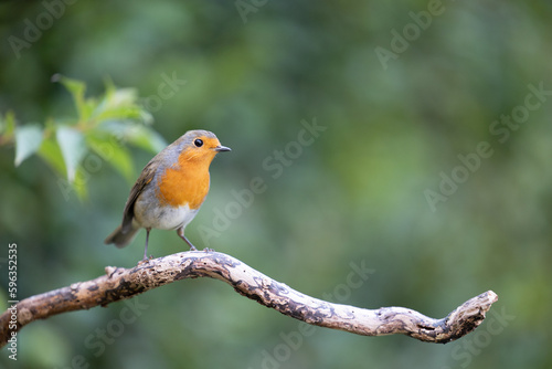 European Robin (Erithacus rubecula) in summer, perched on a branch - Yorkshire, UK in August
