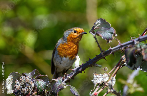 Robin in the sun © russell