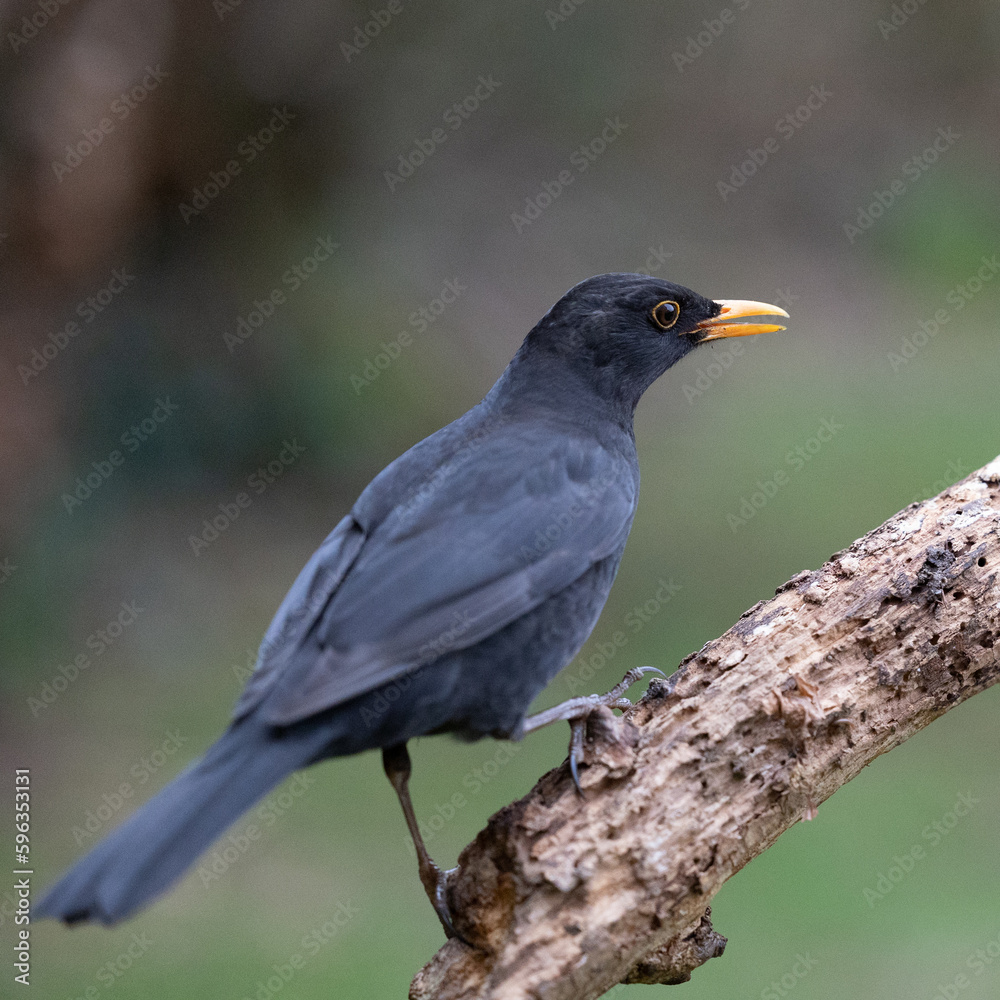 Fototapeta premium Adult male Blackbird (Turdus merula) on a branch - Yorkshire, UK in February
