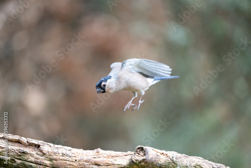 Female Eurasian Bullfinch (Pyrrhula pyrrhula) jumps up from, and lands on a branch - Yorkshire, UK in February