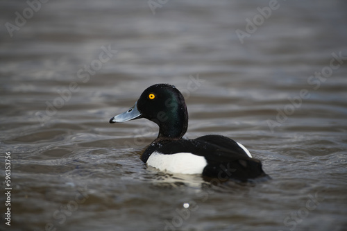 Tufted Male Duck in the water side