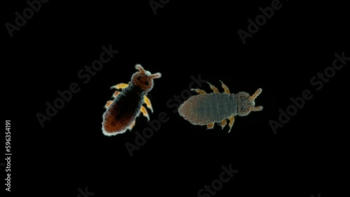 Insecta Collembola family Poduridae under a microscope, Order Poduromorpha. They live on surface of water in ponds, puddles, can jump, they feed on organic matter, mushrooms, algae. photo