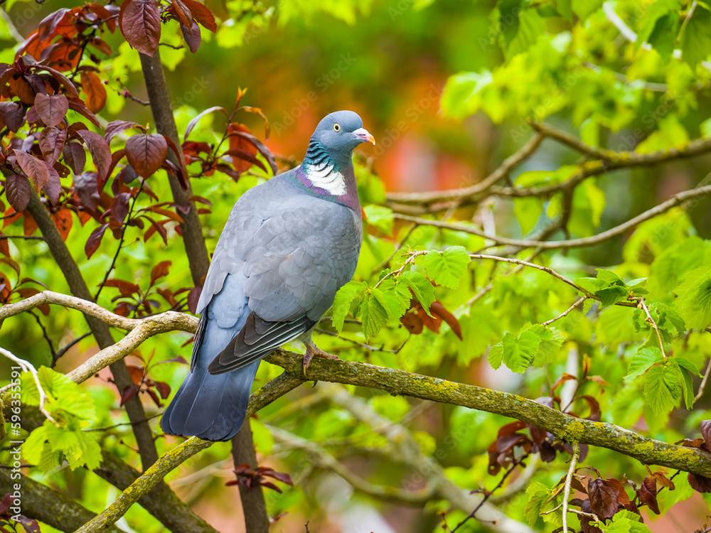Pigeon on branch among colorful foliage Pigeon on branch among colorful foliage