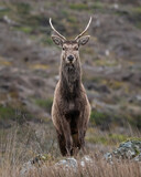 Red deer stag (Cervus elaphus) standing on the moorland, Isle of Mull, Scotland