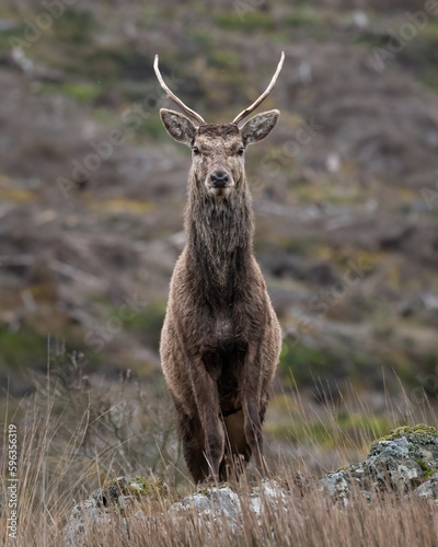 Foto Red deer stag (Cervus elaphus) standing on the moorland, Isle of Mull, Scotland
