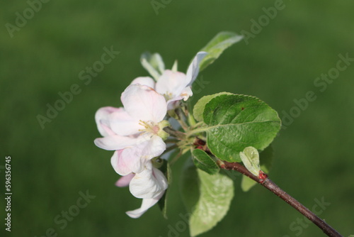 apple tree blossom in the spring