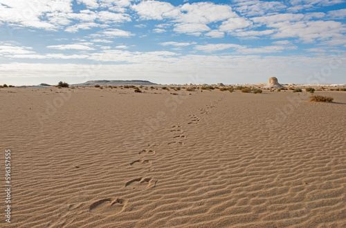 Barren desert landscape in hot climate with camel footprints