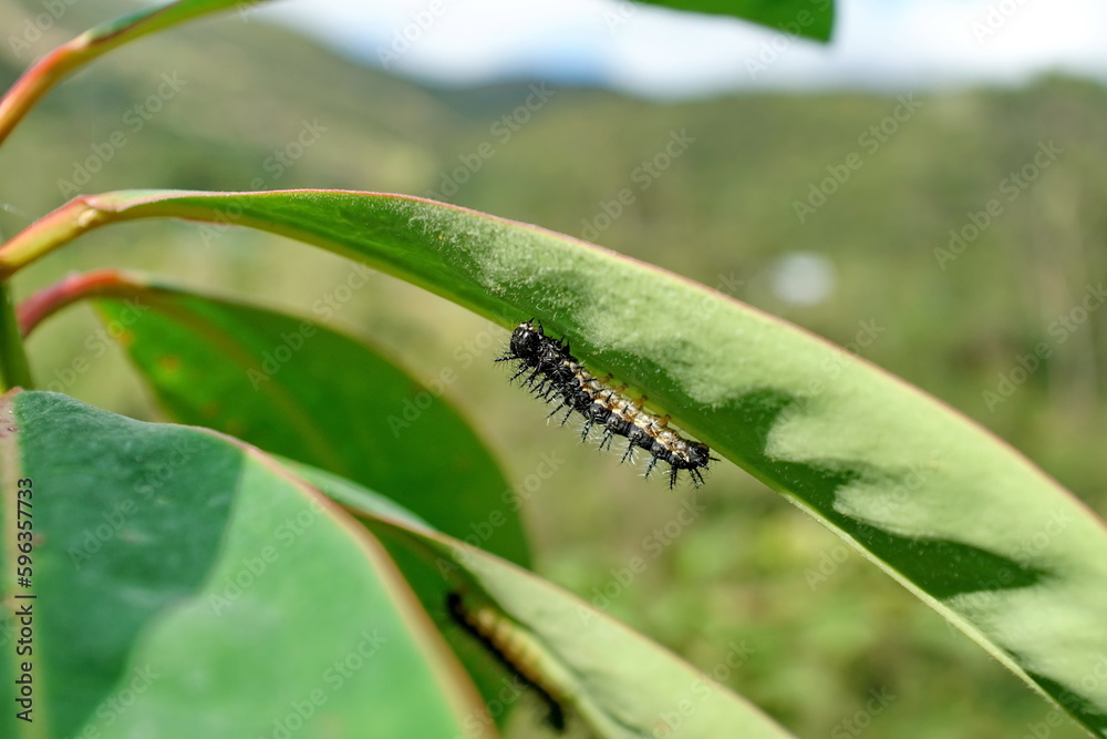 Caterpillar on a leaf on the road to Lago Mojanda, above Otavalo, Ecuador