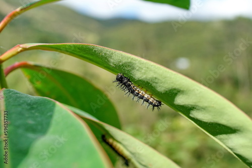 Caterpillar on a leaf on the road to Lago Mojanda, above Otavalo, Ecuador © Angela