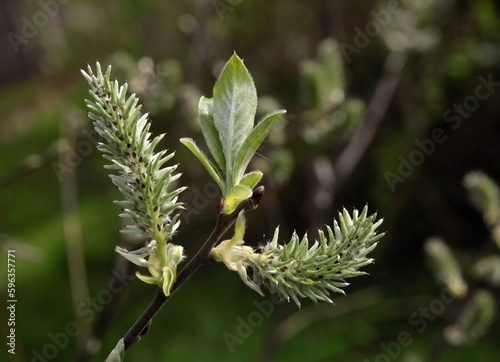 Billede på lærred growing catkins and leaves of Salix caprea-willow sallow tree at spring close up