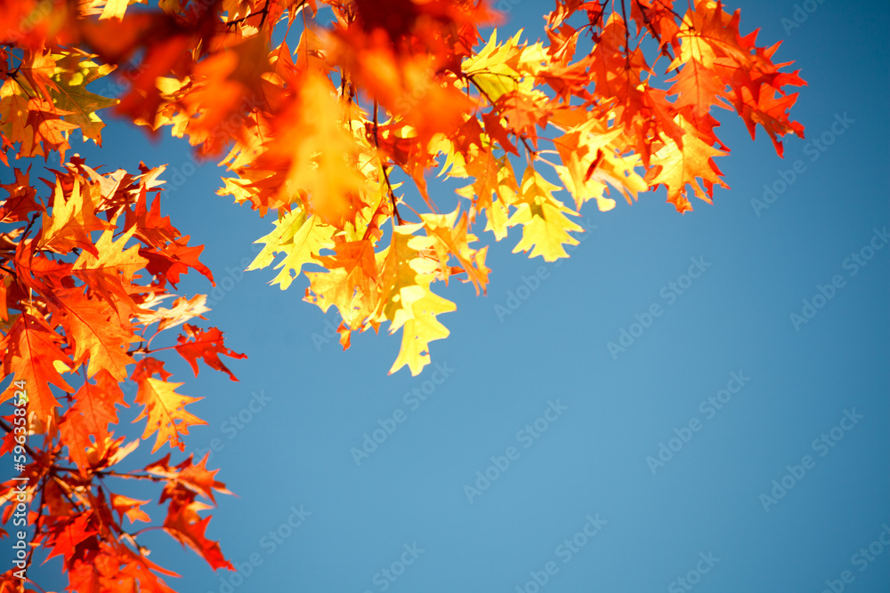 Nature is the greatest artist. Shot of yellow and red autumnal leaves. Nature is the greatest artist. Shot of yellow and red autumnal leaves.