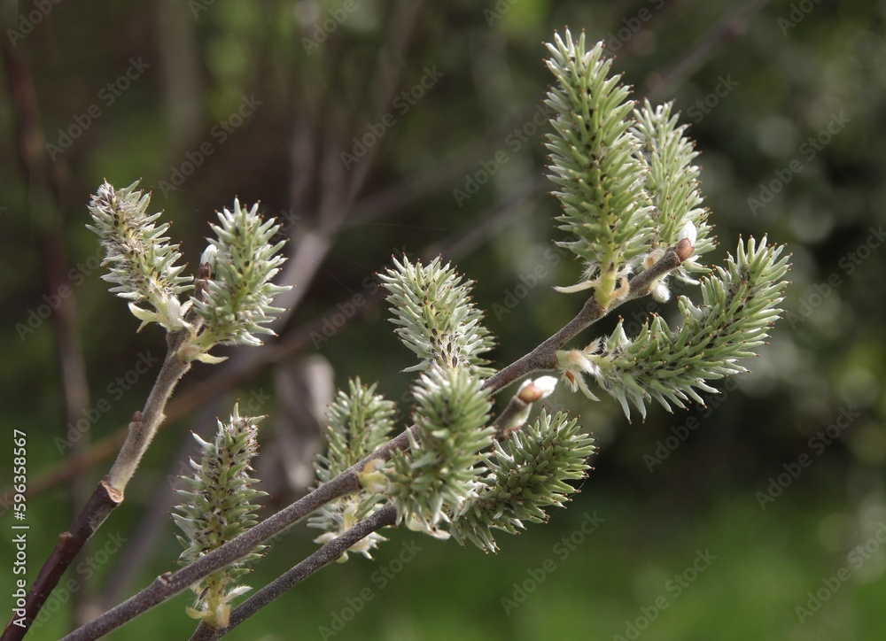 growing catkins and leaves of Salix caprea-willow sallow tree at spring close up