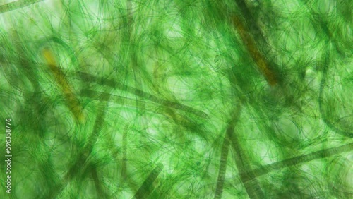 Movement of Cyanobacteria and Chlorobia under a microscope, domain Bacteria. Capable of photosynthesis and release oxygen. Some species are toxic