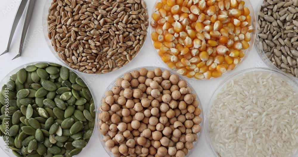 Different cereals in glass vials for analysis in laboratory. Test kits for GMO research Different cereals in glass vials for analysis in laboratory. Test kits for GMO research