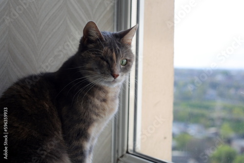 one-eyed cat sitting by the window