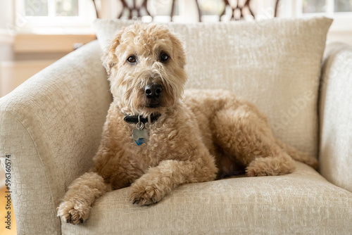 A brown, soft-coated wheaten terrier dog sitting on a brown chair with a blurred background. photo