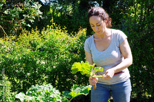Woman at gardening in the garden is harvesting rhubarb on a sunny summer day 