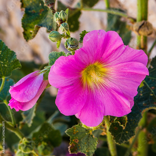 Charente-Maritime - Ile de Ré - Rose Trémière fuchsia