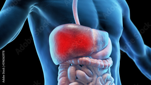 3d medical illustration of a man's liver photo