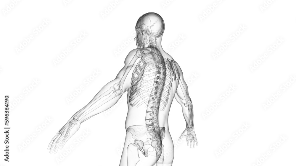 3d medical illustration of the spine - obrazy, fototapety, plakaty 