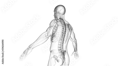3d medical illustration of the spine