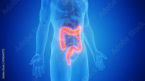 3D medical illustration of the rectum