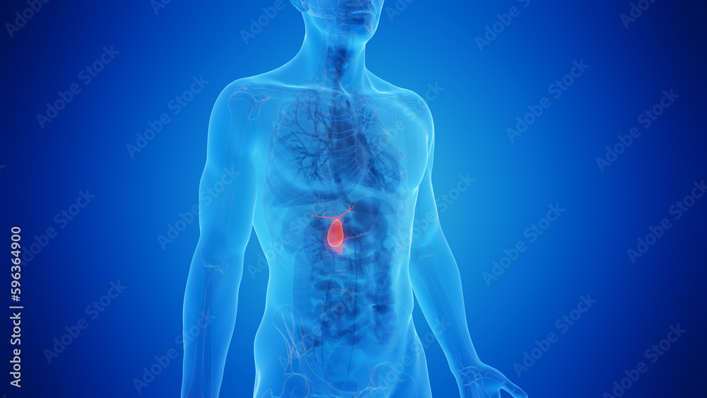 3D Rendered Medical Illustration of Male Anatomy - The Gallbladder 3D Rendered Medical Illustration of Male Anatomy - The Gallbladder