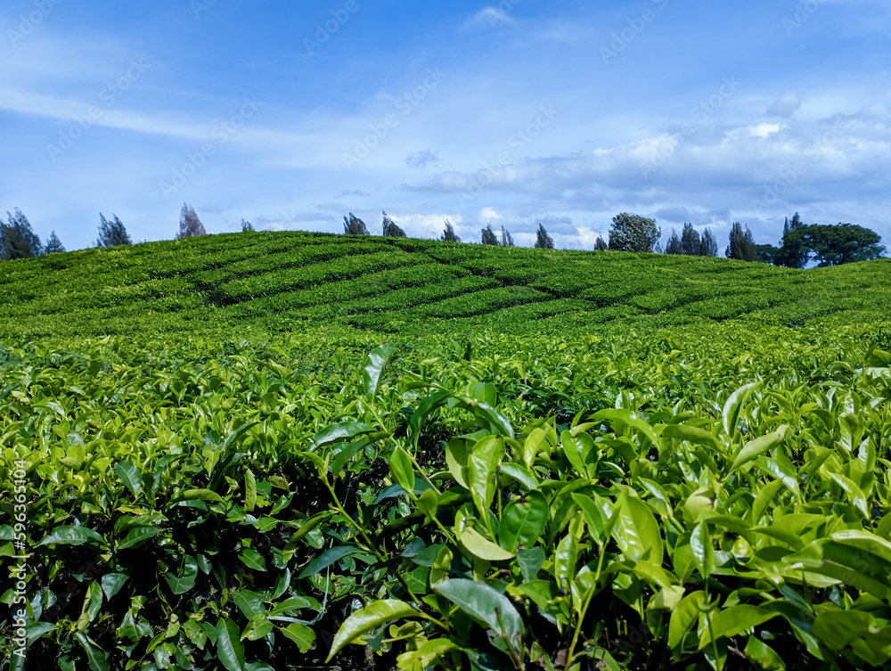 Sidamanik Tea Plantation North Sumatra, Indonesia. With selective focus and hard sunlight and blue sky