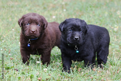 chocolate and black Labrador Retriever puppies in the grass