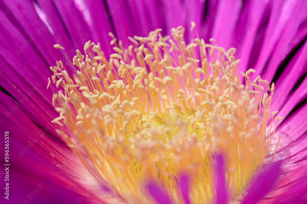 Obraz premium Detail of a purple ice plant flower with yellowish stamens