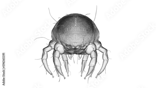 3d illustration of a dust mite © Sebastian Kaulitzki
