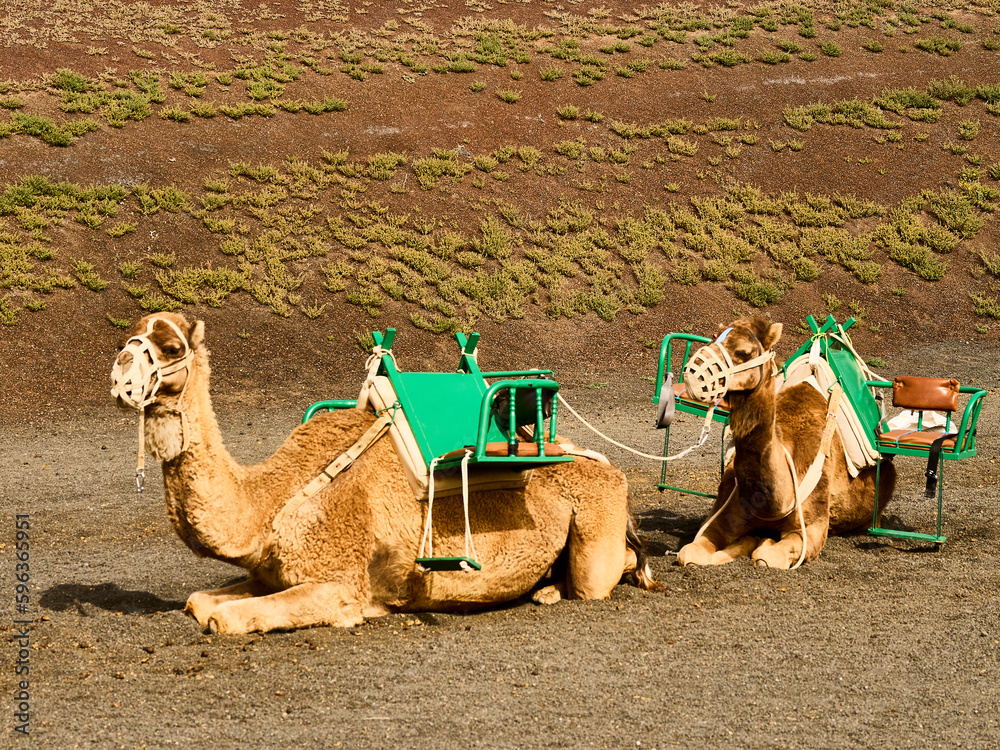 Fototapeta premium Lanzarote - Camels Awaiting a Rider