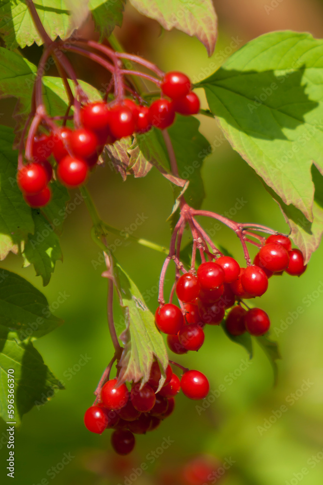 Gewöhnliche Schneeball (Viburnum opulus), Früchte