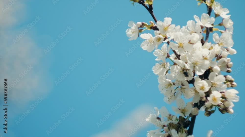 Close up of cherry flower blossom branch and bee collects nectar against gentle light blue sky background at sunny day. Beautiful floral of nature. Springtime concept. Slow motion Close up of cherry flower blossom branch and bee collects nectar against gentle light blue sky background at sunny day. Beautiful floral of nature. Springtime concept. Slow motion