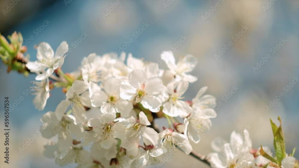 Concept springtime and nature seasons renewal. Close up of tree flowers blossom in full bloom on background blue sky in spring on warm beautiful calm sunny day. Slow motion Concept springtime and nature seasons renewal. Close up of tree flowers blossom in full bloom on background blue sky in spring on warm beautiful calm sunny day. Slow motion