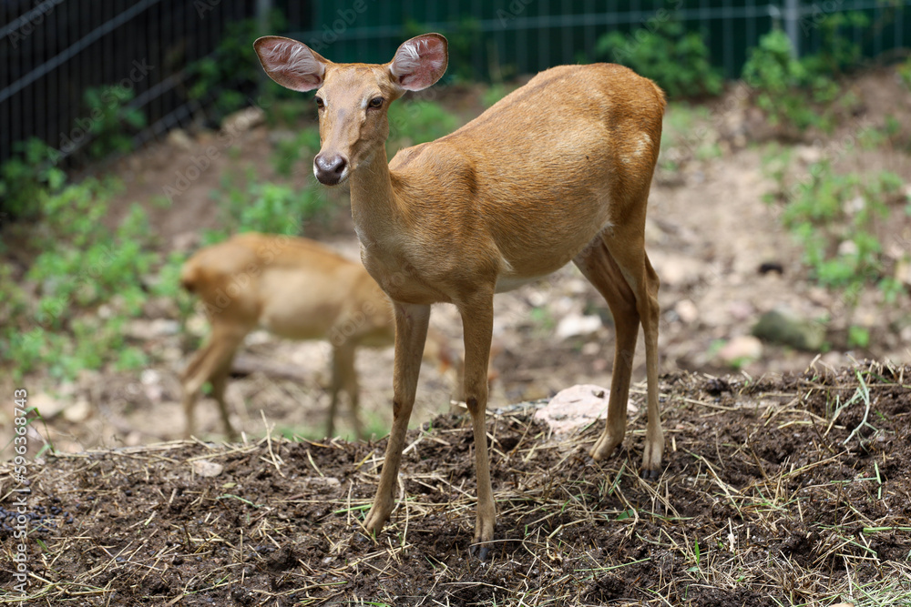 The female deer in garden at thailand The female deer in garden at thailand