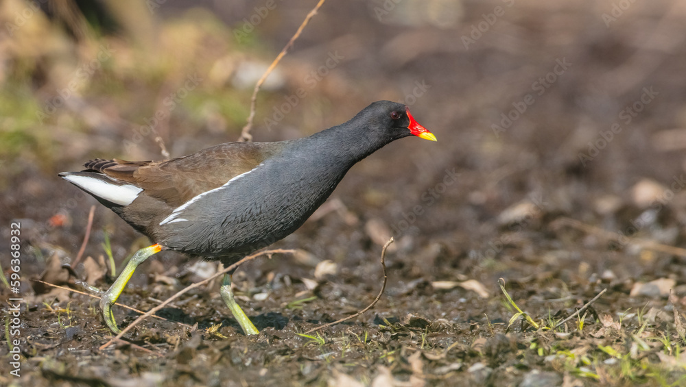 Naklejka premium The common moorhen - adult bird in spring
