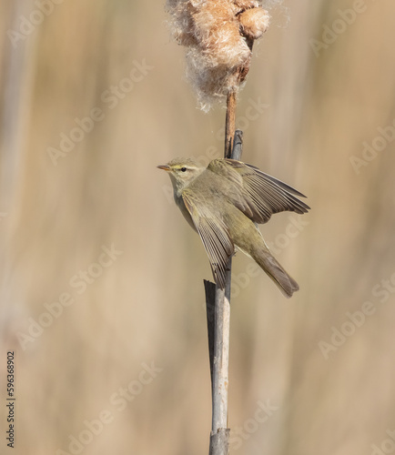 Willow warbler in early spring at a wetland 