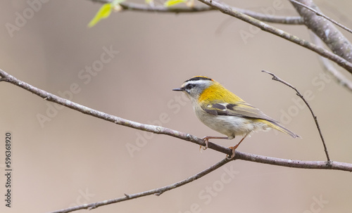 Common Firecrest - male bird at a forest in spring