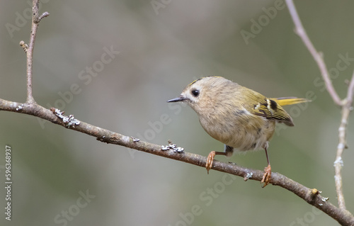Goldcrest - male bird at forest in spring