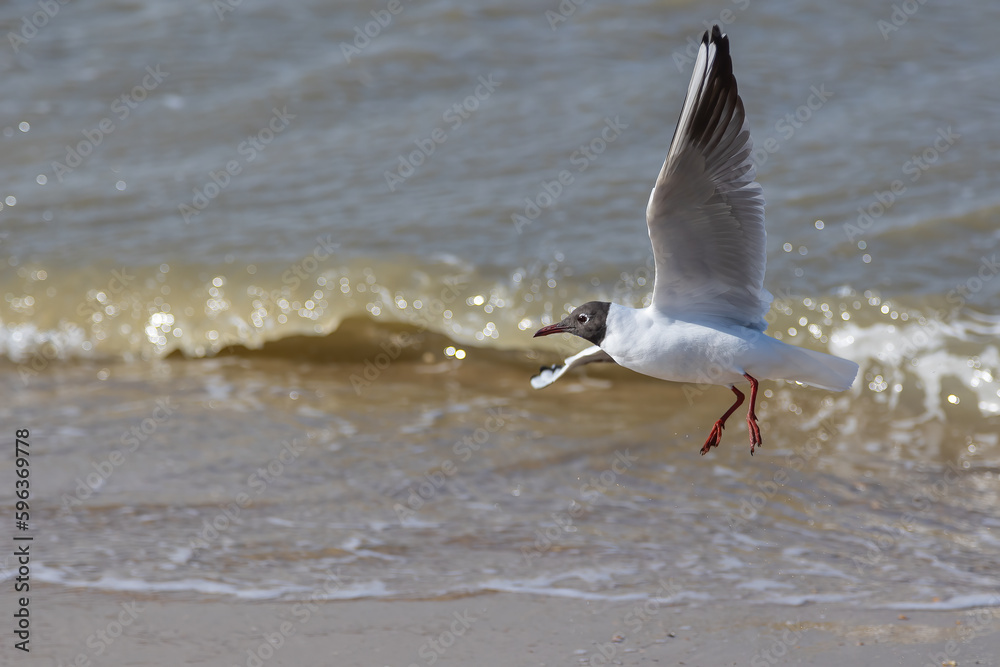 A seagull (larum) flies close to the sand of a beach with the waterline of the North sea in background A seagull (larum) flies close to the sand of a beach with the waterline of the North sea in background