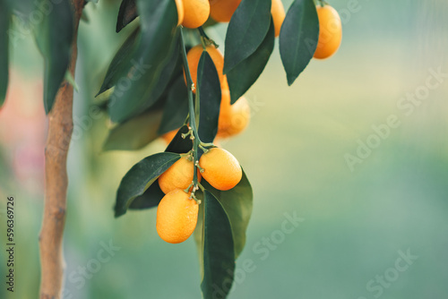 Mandarin, calamondin fruits on a tree among green foliage close-up in a greenhouse or in an orchard. Tangerines orange round fruits on the branches of citrus trees.