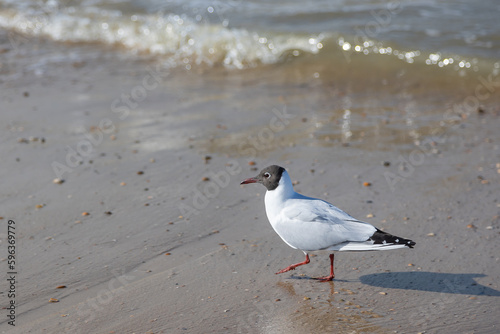 A seagull (larum) walks in the sand of a beach close to the waterline of the North sea