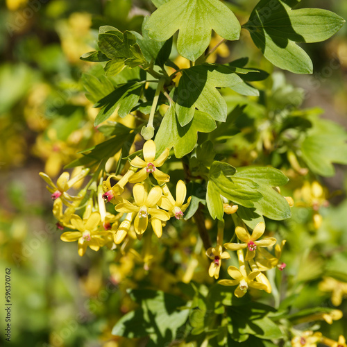 Clove currant (Ribes odoratum) with abundant spring flowering. Yellow trumpet-shaped flowers on upright and arching branches covered of lobed bluish-green leaves
