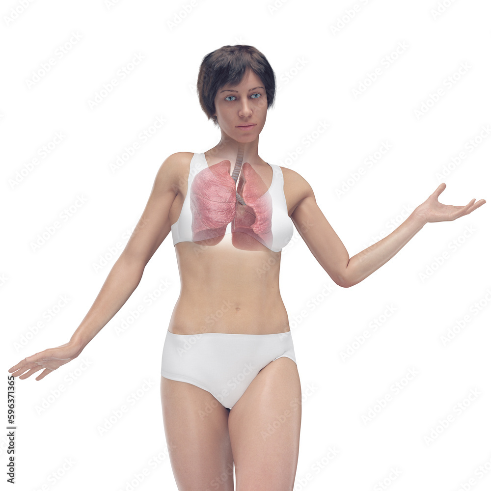3D Rendered Medical Illustration of Female Anatomy - the lungs. 3D Rendered Medical Illustration of Female Anatomy - the lungs.