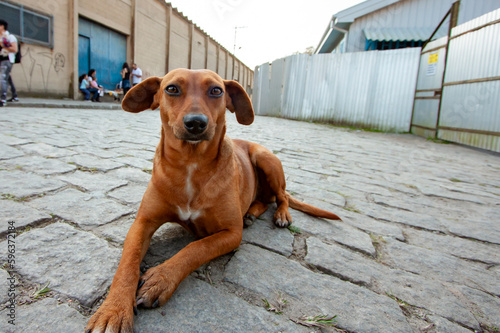 Cachorrinho vira-lata descansando no chão de blocos de pedra em cidade do interior do Brasil photo