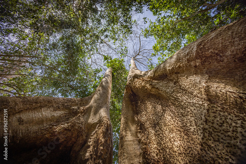the integrity of the forest, big trees in the forest