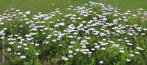 flower garden of colorful flowers